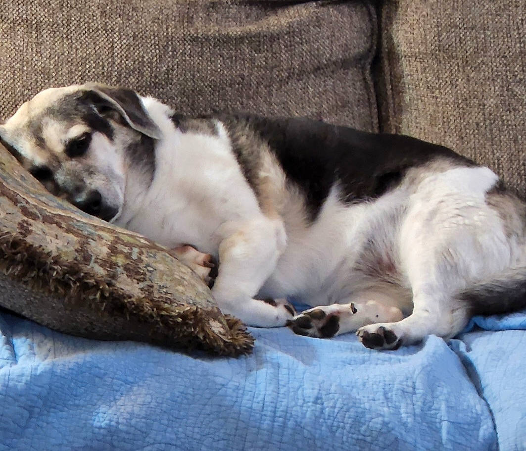 Lucy is registered to the contest to win money with this photo: bored, canidae, carnivore, comfort, companion_dog, dog, dog_breed, fawn, felidae, fur, grey, nap, paw, small_to_medium_sized_cats, snout, sporting_group, tail, terrestrial_animal, whiskers, wood