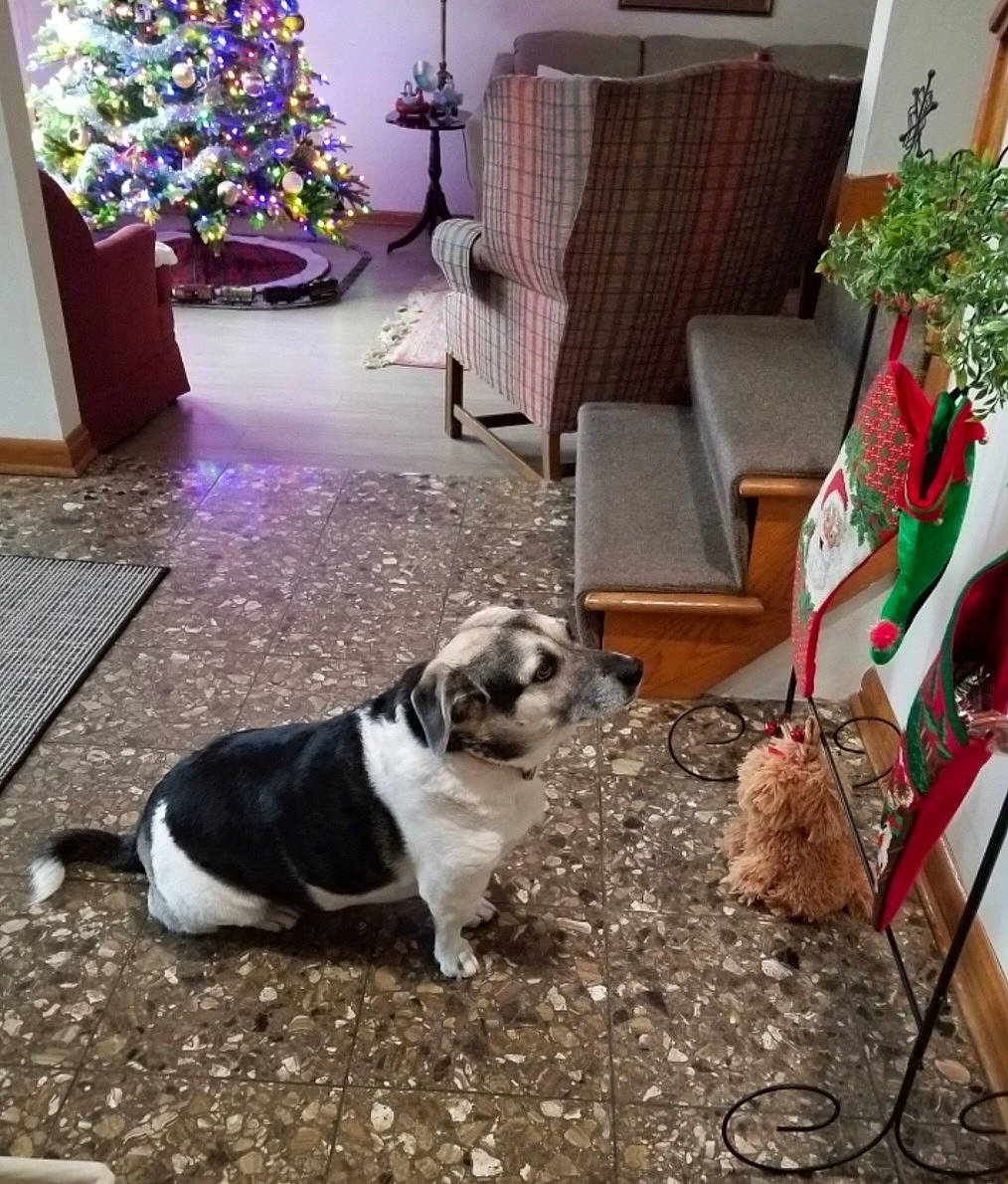 Lucy joined the competition — help win amazing prizes! carnivore, chair, christmas_tree, companion_dog, dog, dog_breed, fawn, floor, flooring, green, houseplant, living_room, mammal, plant, table, tree, vertebrate, white, window, wood