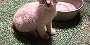 Kilo is registered to the contest to win money with this photo: animal, background, cat, closeup, container, curious, ears, feline, fur, green_floor, household_items, indoor, kitten, pet, shadow, sitting, small, water_bowl, whiskers, young