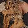 Peaches is registered to the contest to win money with this photo: animal, blanket, cat, close_up, cozy, cute, domestic, fur, human_arm, indoor, paws, pet, relaxing, resting, sleepy, snuggling, soft_texture, tabby, tattoo, warm
