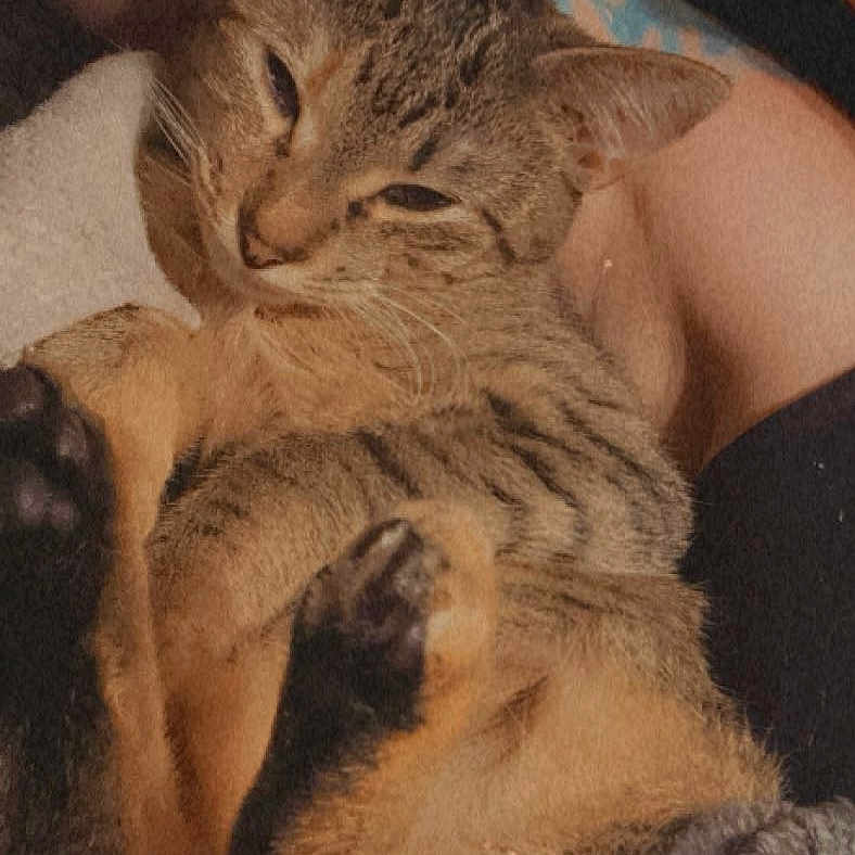 Peaches is registered to the contest to win money with this photo: animal, blanket, cat, close_up, cozy, cute, domestic, fur, human_arm, indoor, paws, pet, relaxing, resting, sleepy, snuggling, soft_texture, tabby, tattoo, warm