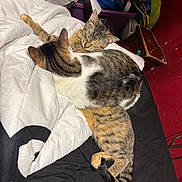 Peaches joined the competition — help win amazing prizes! animal, bed, blanket, cat, cozy, cute, domestic_animal, feline, fur, household, indoor, pet, relaxing, resting, sleeping, snuggling, spotted, striped, tabby_cat, two_animals
