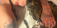 Chloe joined the competition — help win amazing prizes! animal, bed, blanket, cat, close_up, comfort, cozy, feline, hand, indoor, kiss_mark, neck, person, pet, relaxation, sleeping, snuggling, tabby_cat, tattoo, white_cat