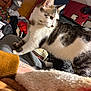 Chloe is registered to the contest to win money with this photo: blanket, cat, clothing, clutter, cozy, curious, door, furniture, hand, indoor, leg, person, room, soft_texture, sweater, tabby, tattoo, warm_lighting, whiskers, white_fur