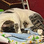 animal, blanket, blue, cat, comfort, cozy, cute, feline, fur, household, indoor, patterned, paw, pet, relaxing, resting, sleeping, soft, striped, tabby