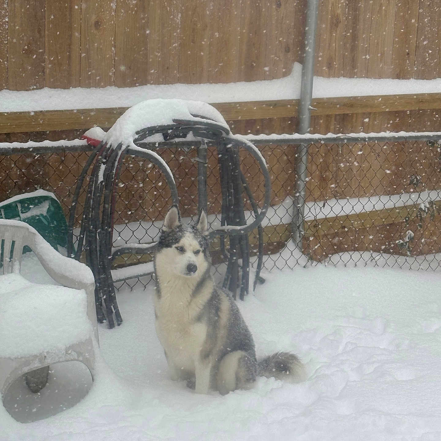 Loki is registered to the contest to win money with this photo: animal, architecture, bear, blizzard, building, canine, chair, dog, eskimodog, furniture, husky, nature, outdoors, pet, puppy, shelter, snow, snowman, storm, winter