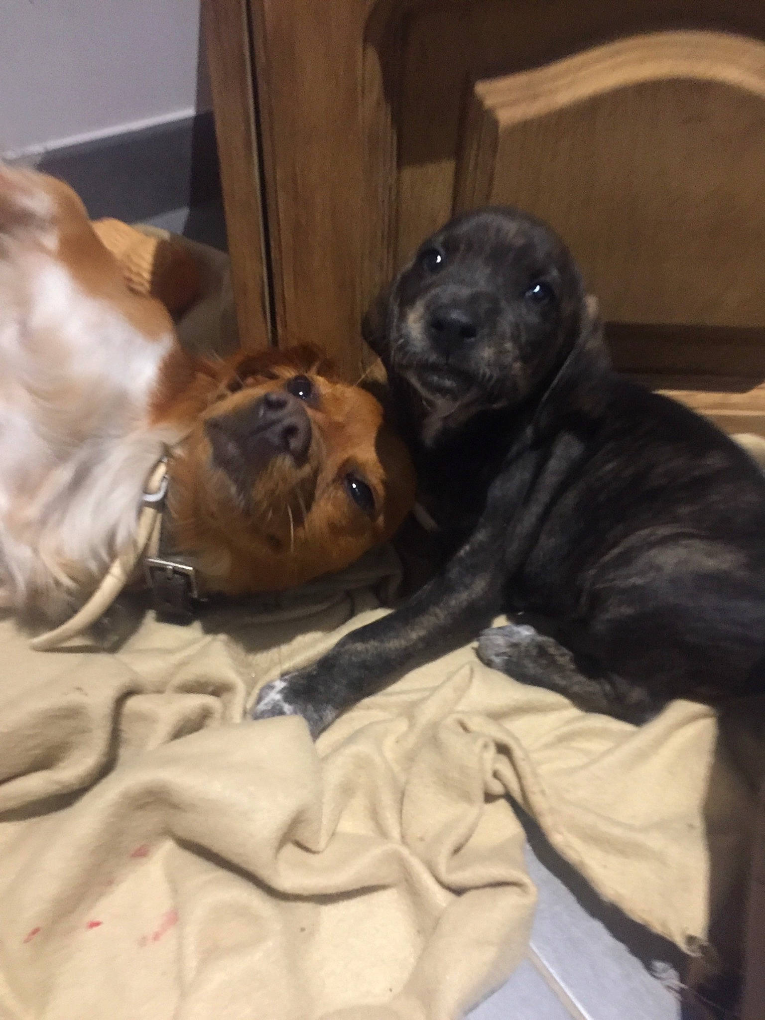 Nina a rejoint le concours — aidez-le/la à gagner de superbes lots ! american_pit_bull_terrier, boerboel, bullmastiff, canidae, carnivore, companion_dog, dog, dog_breed, fawn, great_dane, guard_dog, labrador_retriever, person, pit_bull, puppy, rhodesian_ridgeback, sporting_group