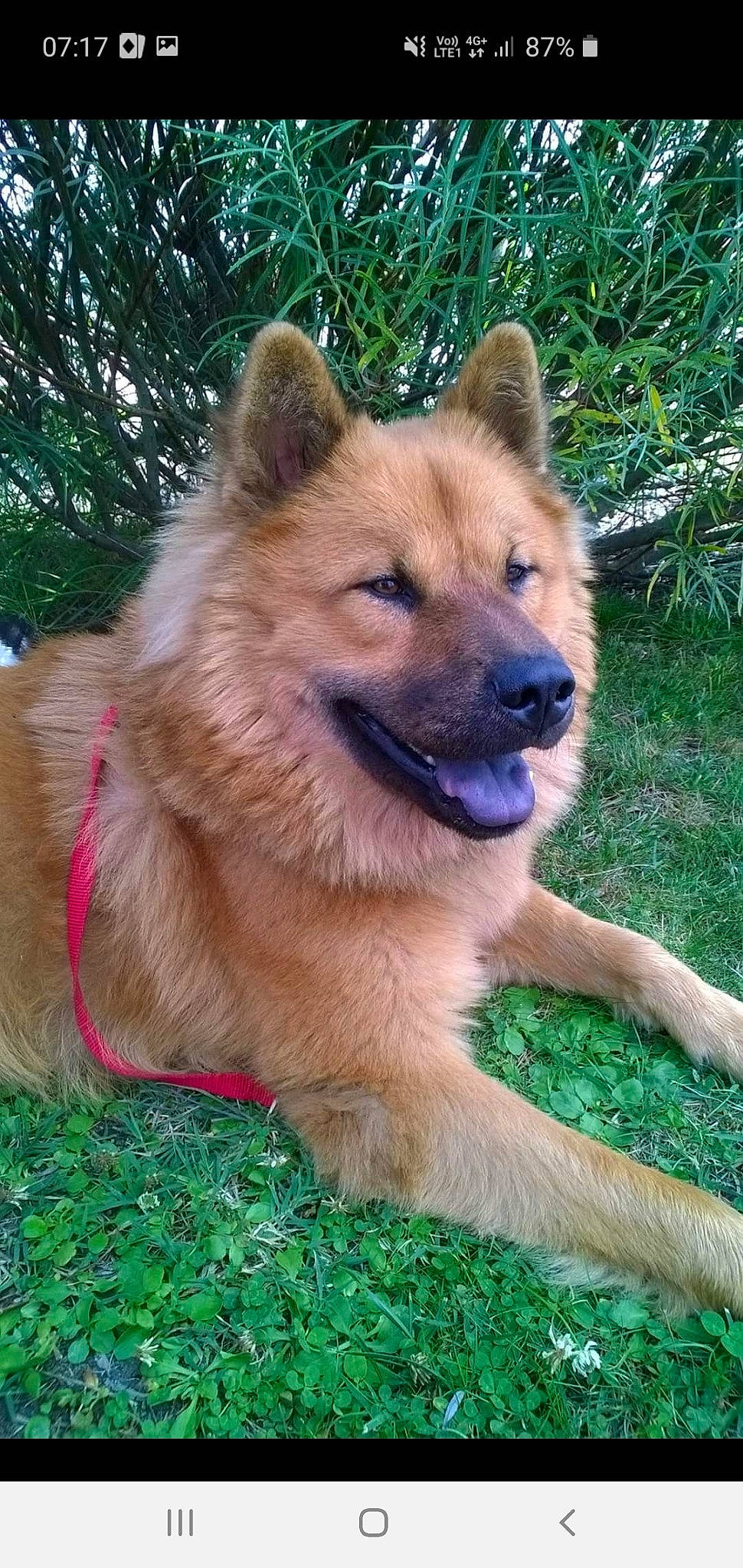 Iouky participe au concours pour gagner de l'argent avec cette photo : ancient_dog_breeds, canidae, carnivore, chow_chow, companion_dog, dog, dog_breed, elo, eurasier, fawn, finnish_spitz, german_spitz, german_spitz_mittel, icelandic_sheepdog, mammal, non_sporting_group, rare_breed_dog, spitz, sporting_group, vertebrate
