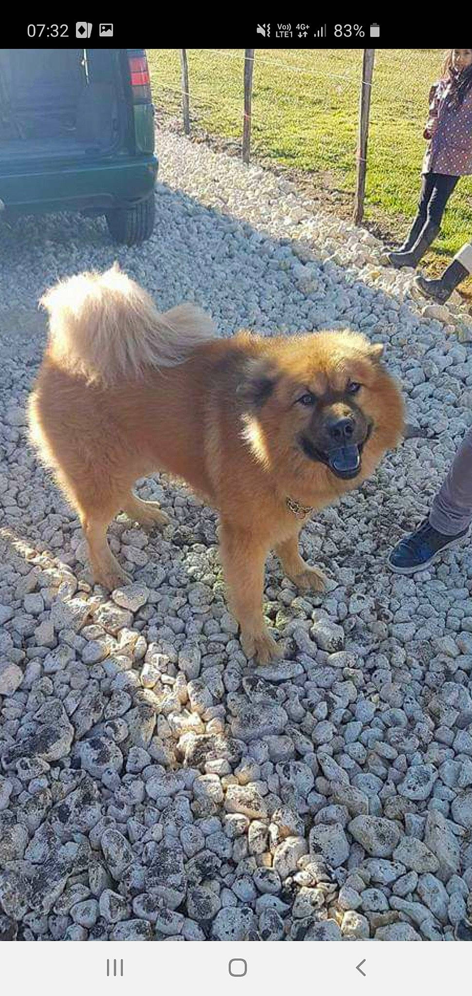 Iouky participe au concours pour gagner de l'argent avec cette photo : ancient_dog_breeds, canidae, carnivore, chow_chow, companion_dog, dog, dog_breed, eurasier, fawn, mammal, non_sporting_group, pomeranian, sporting_group, tibetan_spaniel, vertebrate