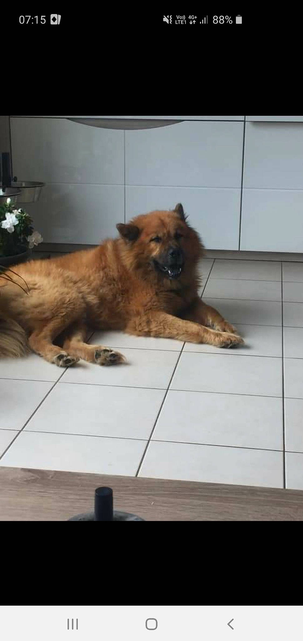 Iouky participe au concours pour gagner de l'argent avec cette photo : border_terrier, cairn_terrier, canidae, carnivore, chow_chow, companion_dog, dog, dog_breed, eurasier, fawn, german_shepherd_dog, mammal, old_german_shepherd_dog, puppy, sporting_group, terrier, vertebrate