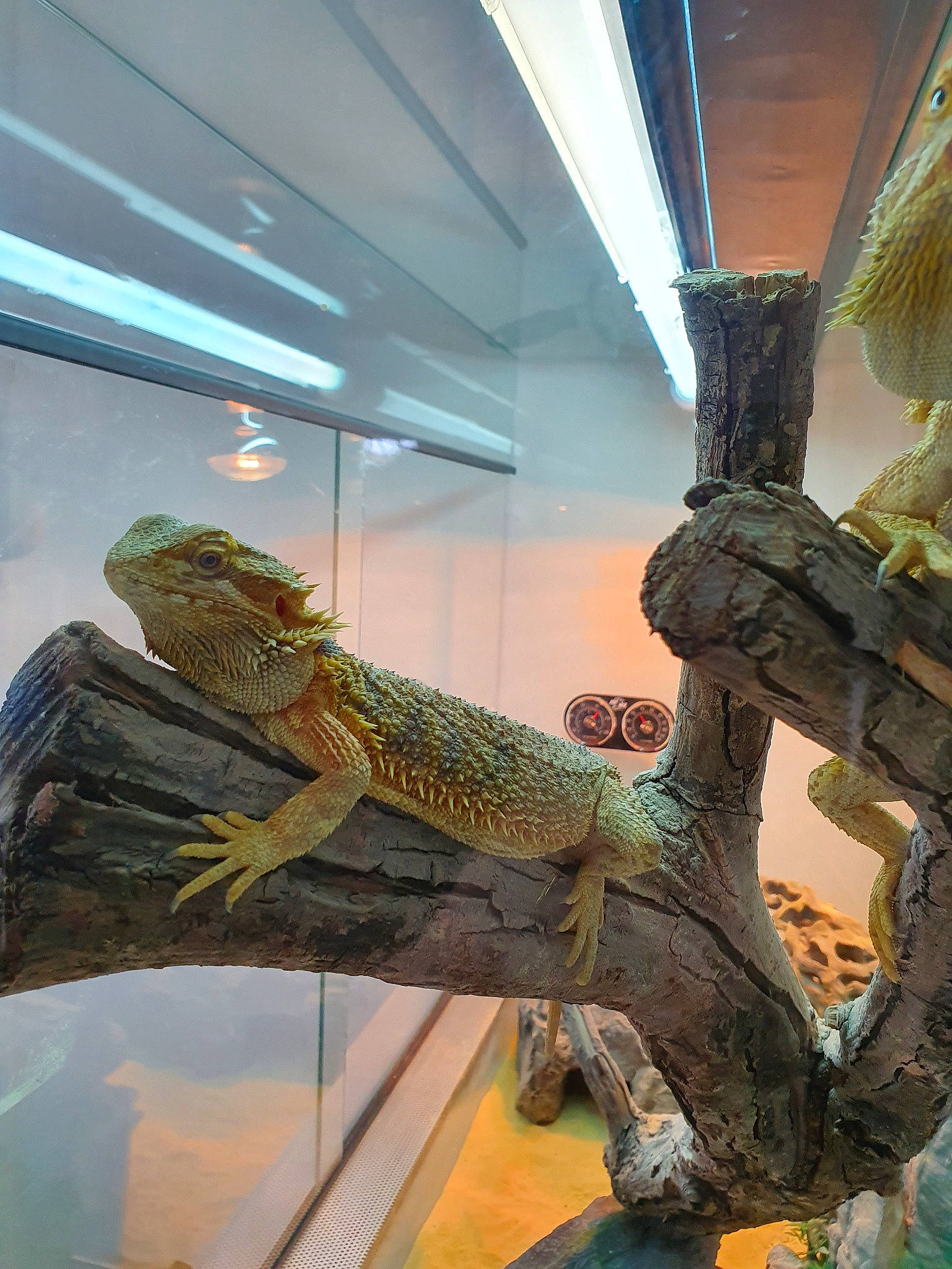 Popo Et Nana participe au concours pour gagner de l'argent avec cette photo : chameleon, dragon_lizard, iguana, iguania, iguanidae, lizard, museum, plant, reptile, scaled_reptile, tourist_attraction
