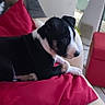 Rubie a rejoint le concours — aidez-le/la à gagner de superbes lots ! animal, black_and_white, companion, couch, cozy, curious, cute, dog, domestic, furniture, home, indoor, living_room, pet, puppy, red_cushion, red_ottoman, resting, tile_floor, young_dog
