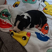 Rubie participe au concours pour gagner de l'argent avec cette photo : animal, black_and_white, blanket, bulbasaur, colorful, cozy, cute, dog, fur, indoor, napping, pet, pikachu, pokemon, puppy, resting, sleeping, small, soft, tile_floor