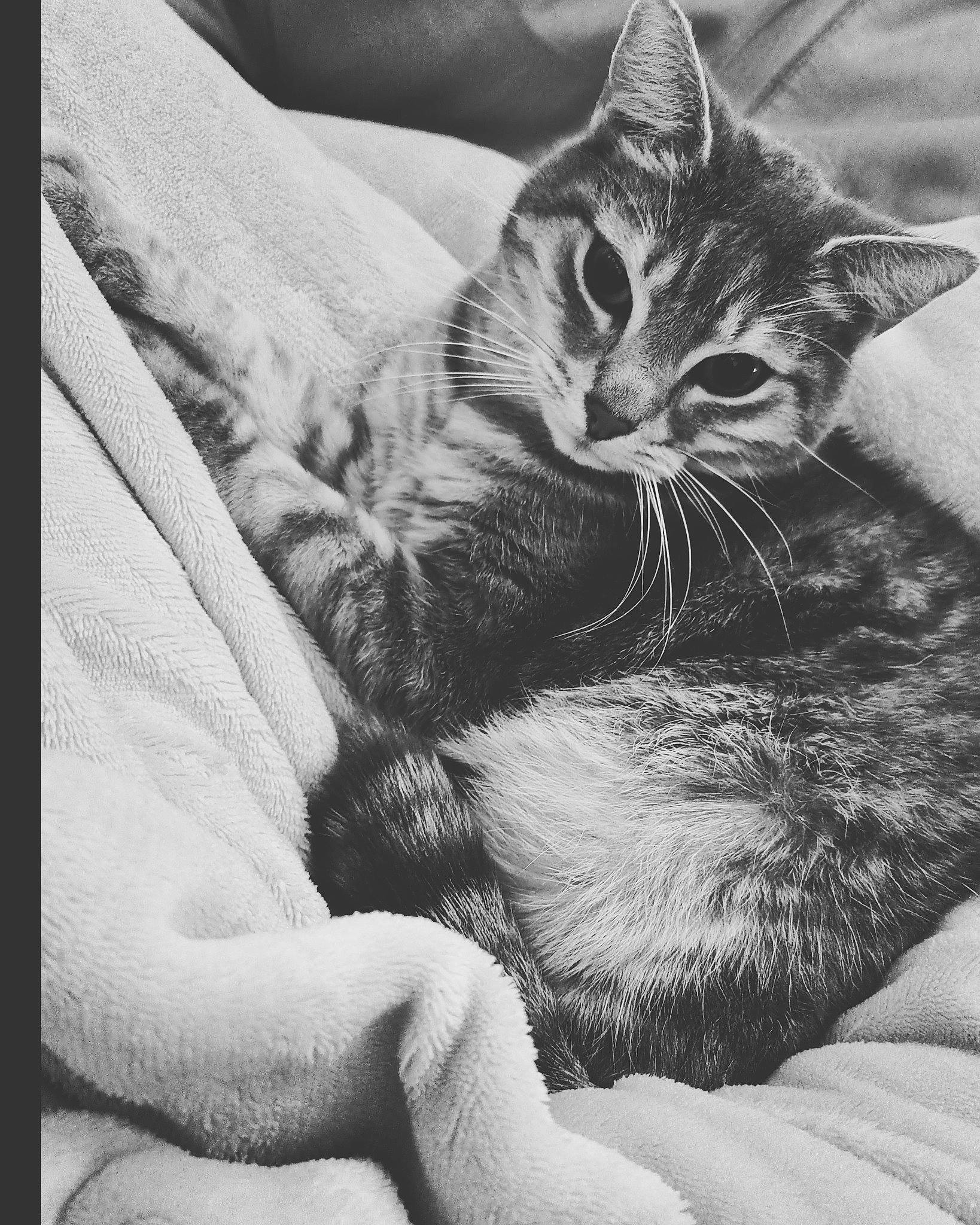 Joker a rejoint le concours — aidez-le/la à gagner de superbes lots ! black_and_white, carnivore, cat, claw, comfort, domestic_short_haired_cat, felidae, fur, gesture, grey, monochrome, monochrome_photography, paw, sitting, small_to_medium_sized_cats, snout, stock_photography, style, tail, whiskers