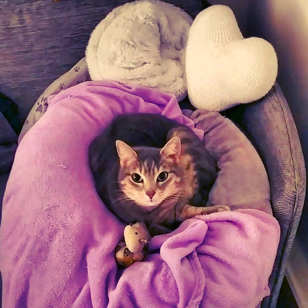 Joker participe au concours pour gagner de l'argent avec cette photo : carnivore, cat, comfort, couch, domestic_short_haired_cat, ear, fawn, felidae, fur, happy, hat, lap, organ, paw, pink, purple, sitting, small_to_medium_sized_cats, textile, whiskers