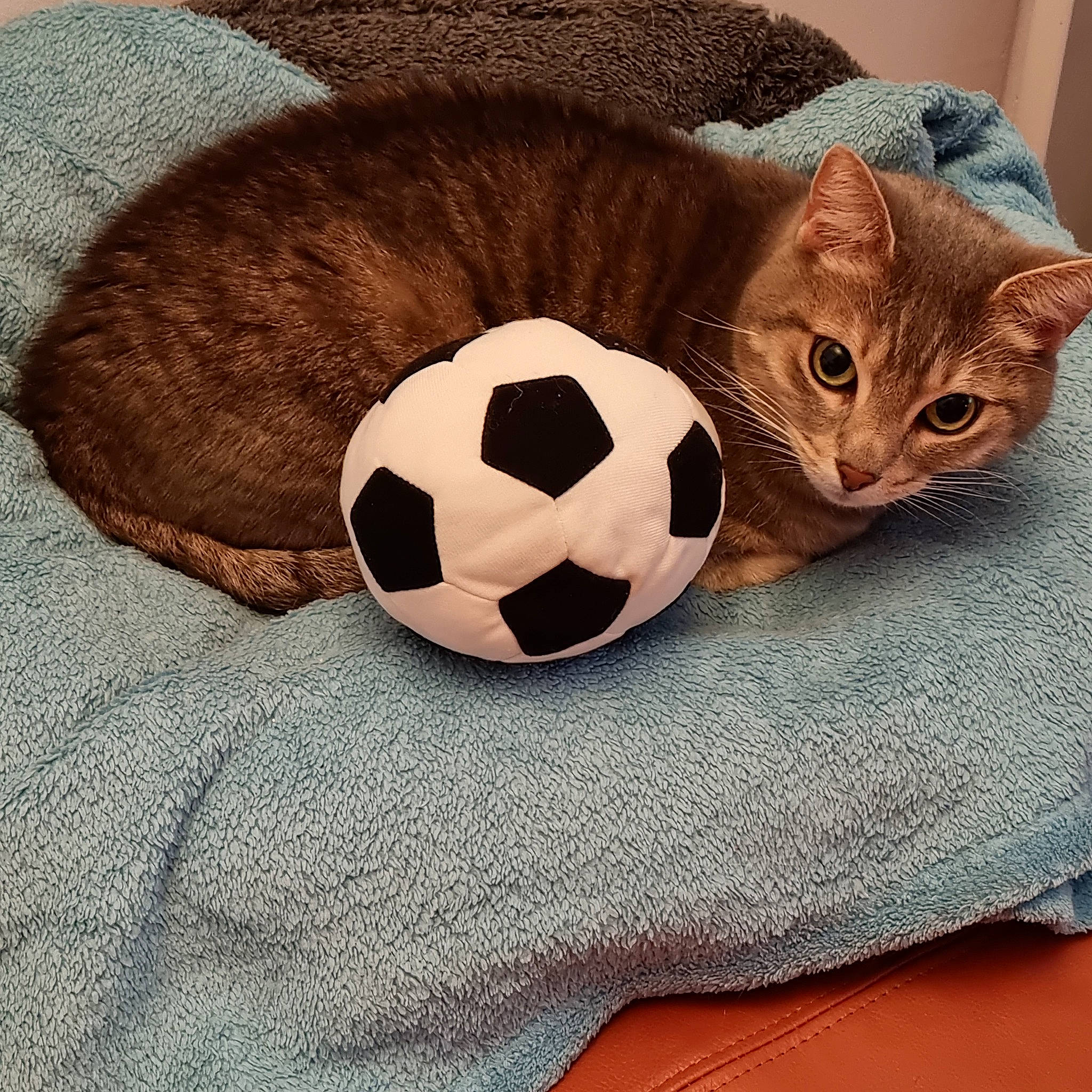 Joker a rejoint le concours — aidez-le/la à gagner de superbes lots ! ball, carnivore, cat, cat_bed, cat_supply, circle, comfort, domestic_short_haired_cat, fawn, felidae, grey, linens, pattern, pet_supply, small_to_medium_sized_cats, snout, textile, whiskers, window, wood