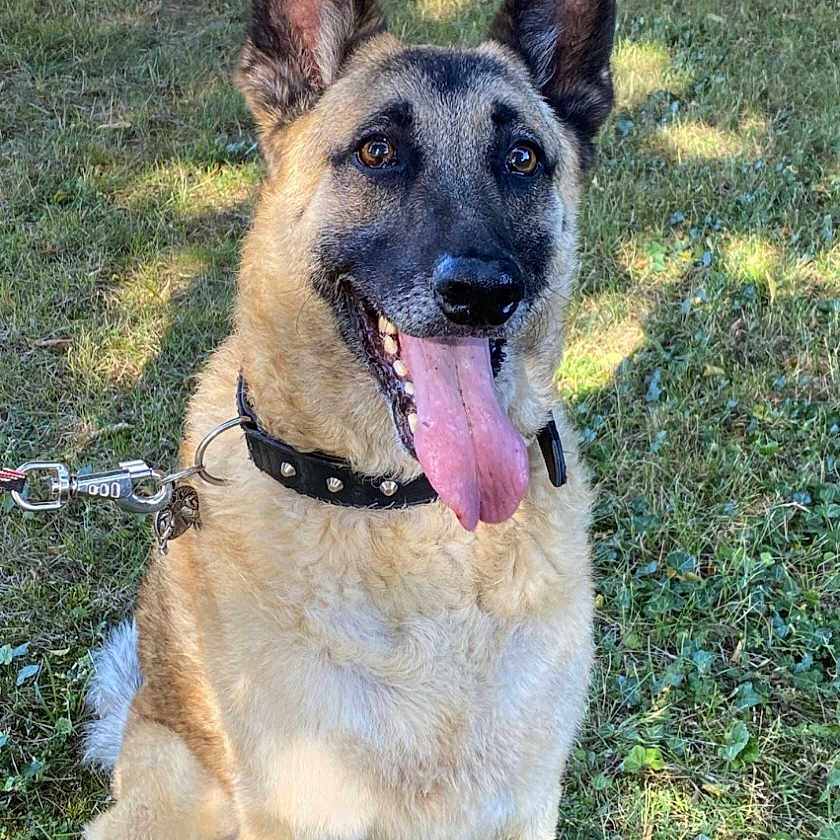 Isko a rejoint le concours — aidez-le/la à gagner de superbes lots ! accessories, animal, bodypart, canine, dog, germanshepherd, grass, leash, mouth, person, pet, plant, policedog, puppy, strap, tongue