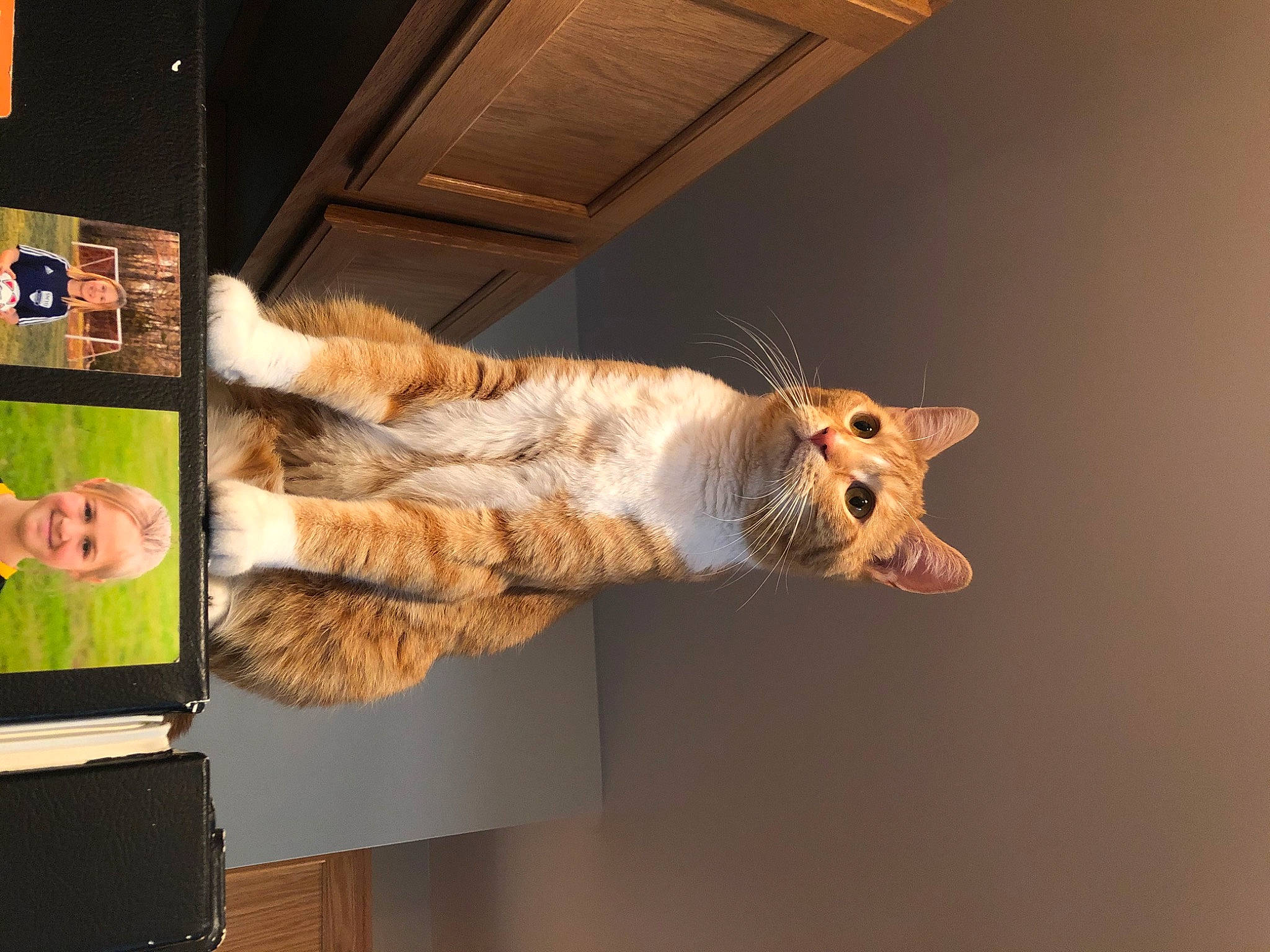 Murphy joined the competition — help win amazing prizes! big_cats, bookcase, building, carnivore, cat, claw, couch, domestic_short_haired_cat, felidae, fur, paw, plant, room, shelf, small_to_medium_sized_cats, tail, tree, whiskers, wood