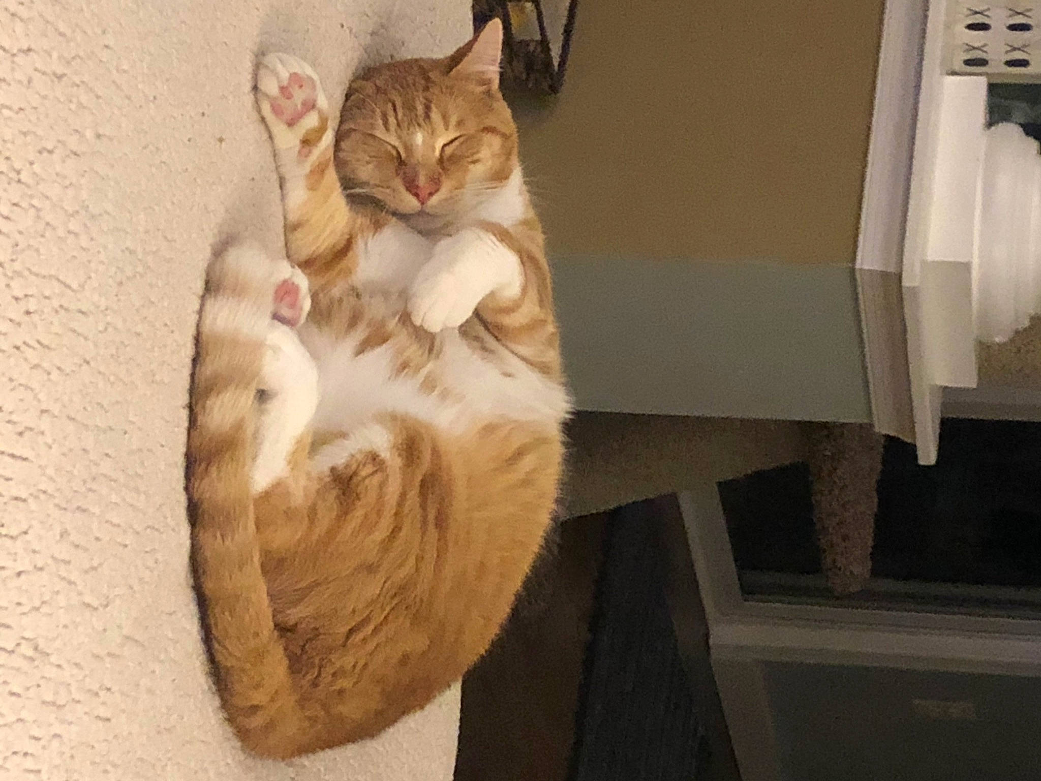 Murphy joined the competition — help win amazing prizes! art, box, cardboard, carnivore, cat, claw, comfort, domestic_short_haired_cat, fawn, felidae, foot, fur, paw, sitting, small_to_medium_sized_cats, snout, tail, tree, whiskers, wood