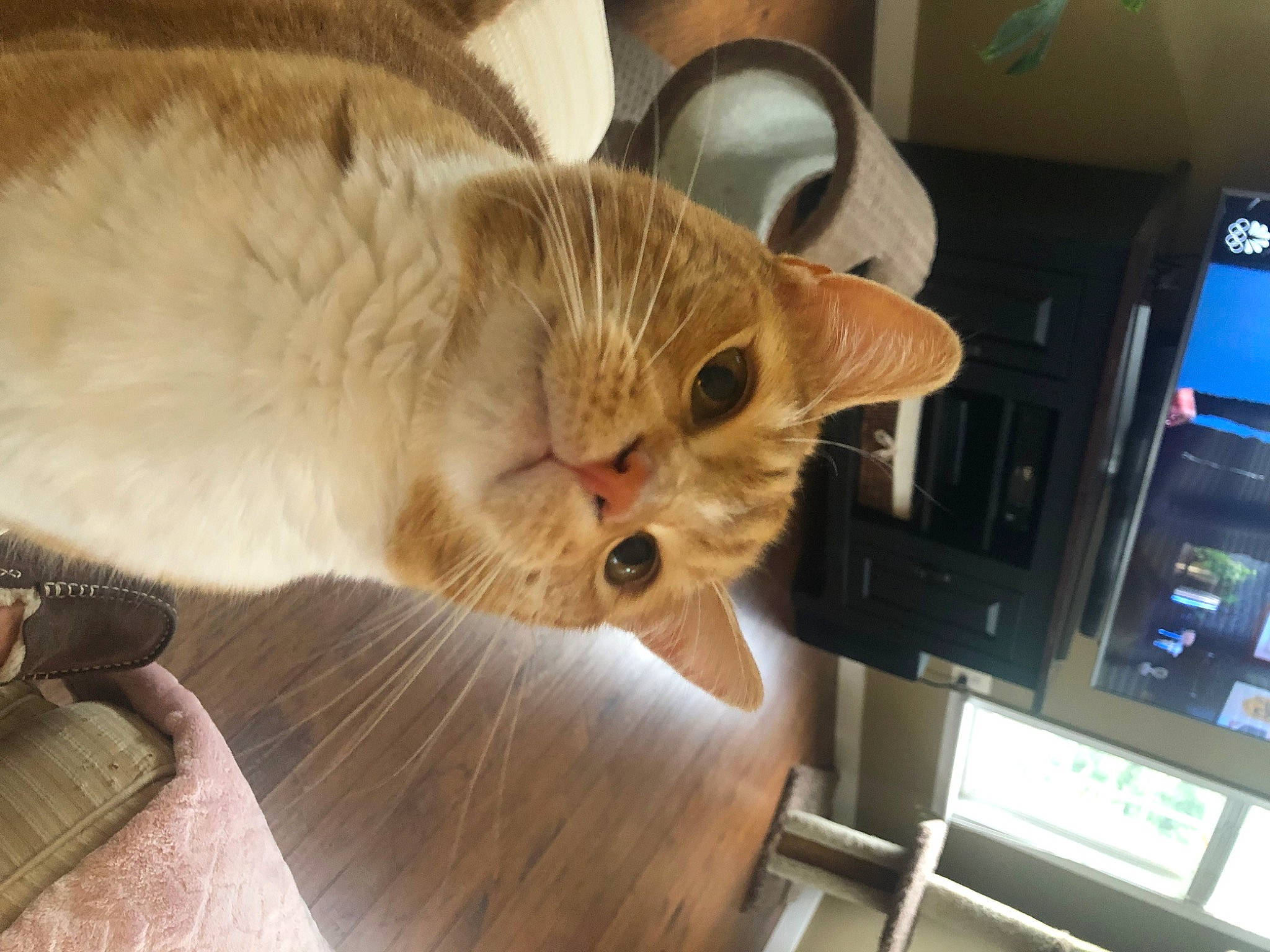 Murphy joined the competition — help win amazing prizes! carnivore, cat, comfort, domestic_short_haired_cat, fawn, felidae, fur, hardwood, machine, paw, plant, room, small_to_medium_sized_cats, whiskers, wood