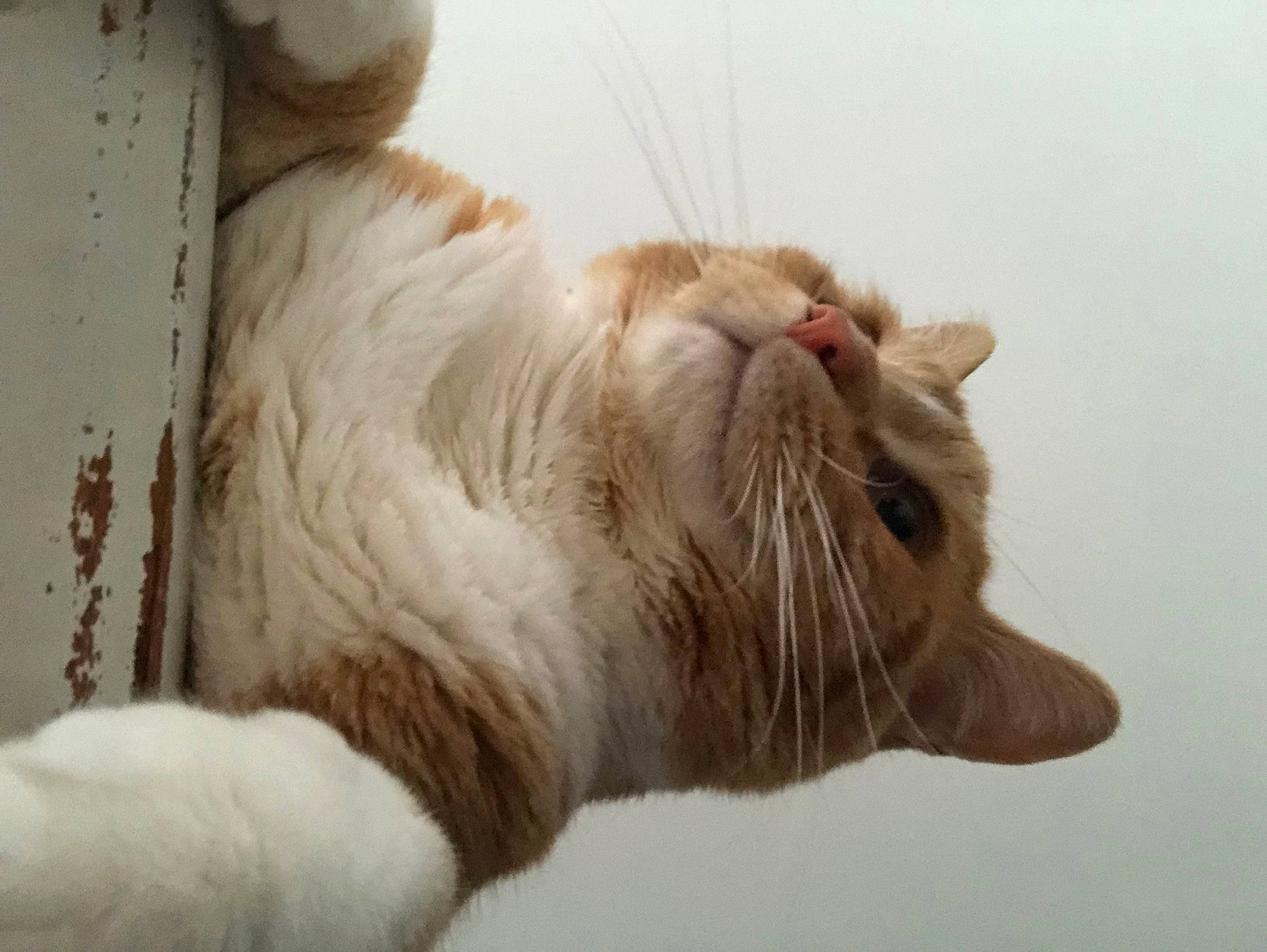 Murphy is registered to the contest to win money with this photo: carnivore, cat, claw, comfort, domestic_short_haired_cat, fawn, felidae, fur, paw, small_to_medium_sized_cats, snout, tail, terrestrial_animal, whiskers, window, wood, yawn