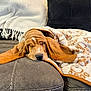 puppy, dog, basset_hound, sleeping, blanket, paw_print, couch, ears, cozy, indoors, pet, nap, soft_furniture, brown, fur, resting, cute, animal, home, comfort