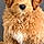 Noah