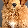 Noah is registered to the contest to win money with this photo: animal, companion, couch, curly_fur, cute, dog, domestic_animal, fluffy, friendly, fur, furry, golden_doodle, gray_background, indoor, looking_at_camera, pet, portrait, puppy, sitting, young_dog