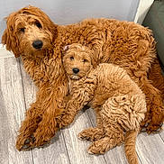 Noah joined the competition — help win amazing prizes! animal, brown_fur, companion, cozy, curly_fur, cute, cute_animals, dog, domestic, flooring, friendly, fur, indoor, mammal, pet, puppy, relaxed, resting, snuggling, two_dogs