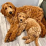 animal, brown_fur, companion, cozy, curly_fur, cute, cute_animals, dog, domestic, flooring, friendly, fur, indoor, mammal, pet, puppy, relaxed, resting, snuggling, two_dogs