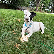 Jersey is registered to the contest to win money with this photo: animal, backyard, black_spots, canine, collar, dog, fence, garden, grass, greenery, harness, lawn, leash, lying_down, outdoors, pet, portrait, relaxed, trees, white_dog