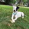 animal, backyard, black_spots, canine, collar, dog, fence, garden, grass, greenery, harness, lawn, leash, lying_down, outdoors, pet, portrait, relaxed, trees, white_dog