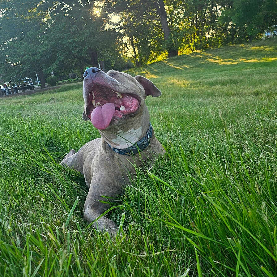 Luna is registered to the contest to win money with this photo: animal, canine, dog, face, field, grass, grassland, head, lawn, nature, outdoors, park, person, pet, photography, plant, portrait, puppy, tree, vegetation