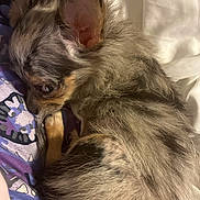 Karrahboo is registered to the contest to win money with this photo: bed, blanket, brindle, brown_fur, chihuahua, close_up, cozy, curled_up, dog, domestic_animal, ear, fur, indoor, paw, pet, pillow, puppy, resting, sleeping, small_dog