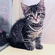 Tin Tin joined the competition — help win amazing prizes! adorable, animal, cat, curious, cute, domestic, feline, fur, furry, indoor, kitten, pearl_necklace, pet, portrait, sitting, small, tabby, whiskers, window, young