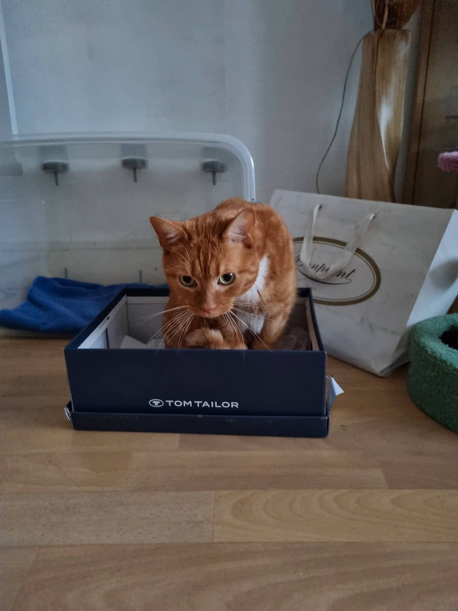 Cookies participe au concours pour gagner de l'argent avec cette photo : box, carnivore, cat, chair, comfort, domestic_short_haired_cat, felidae, flooring, fur, hardwood, rectangle, room, serveware, sitting, small_to_medium_sized_cats, table, tableware, tail, whiskers, wood