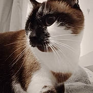 Olive a rejoint le concours — aidez-le/la à gagner de superbes lots ! animal, bed, black, blanket, brown, cat, close_up, curious, domestic, face, feline, fur, indoor, mammal, pet, portrait, sleeping_area, soft, whiskers, white