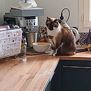 Olive participe au concours pour gagner de l'argent avec cette photo : cat, siamese_cat, kitchen, countertop, coffee_machine, bowl, kettle, wooden_surface, indoor, appliance, pet, animal, feline, curious, sitting, calm, household, window, cabinet, tile