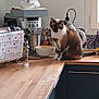 cat, siamese_cat, kitchen, countertop, coffee_machine, bowl, kettle, wooden_surface, indoor, appliance, pet, animal, feline, curious, sitting, calm, household, window, cabinet, tile
