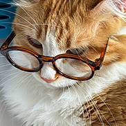 Mingha joined the competition — help win amazing prizes! animal, cat, close_up, cute, domestic_cat, ears, face, feline, fluffy, glasses, indoor, mammal, nose, orange_cat, pet, portrait, soft_fur, tortoiseshell_glasses, whiskers, white_fur