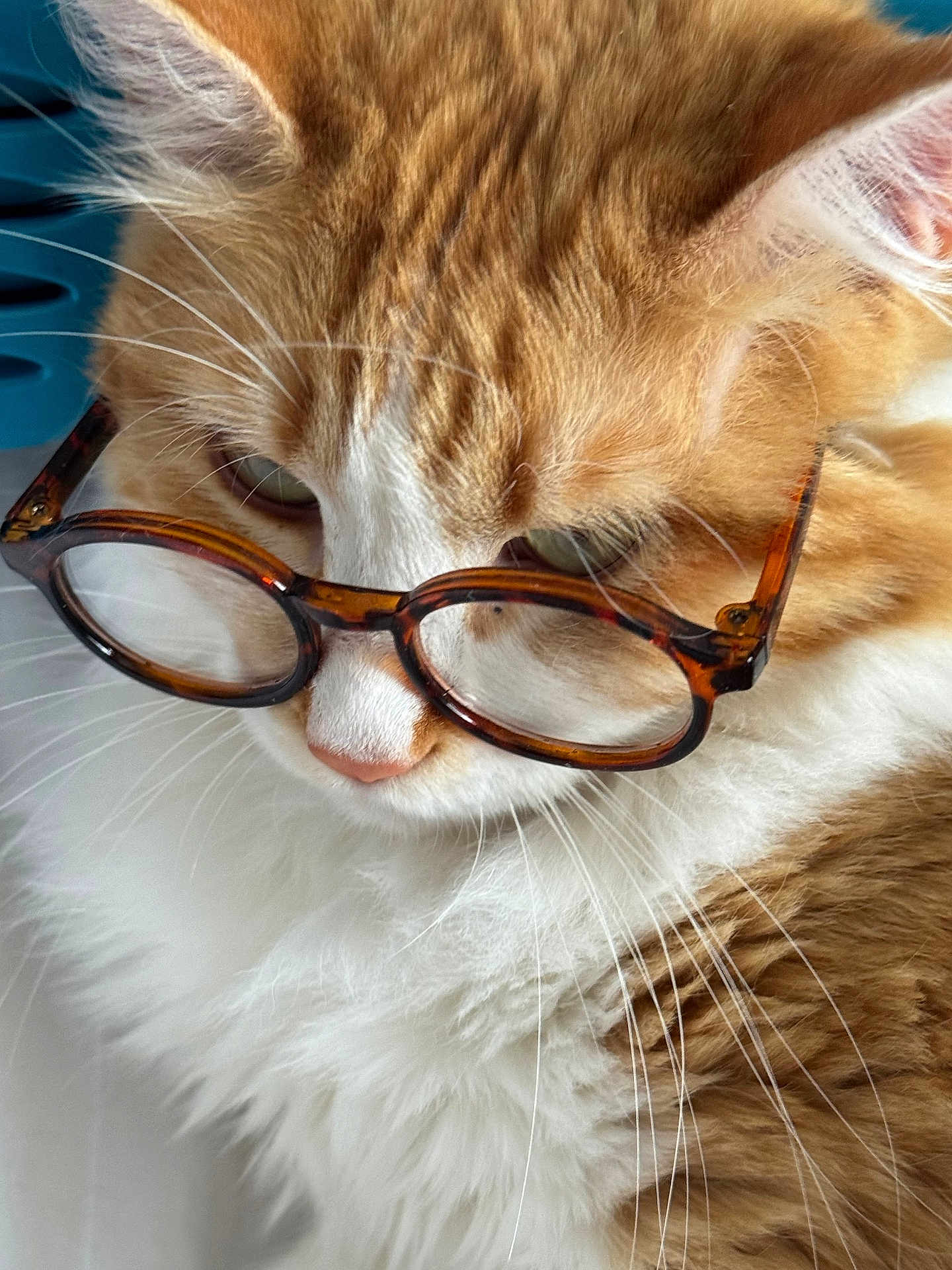 Mingha joined the competition — help win amazing prizes! animal, cat, close_up, cute, domestic_cat, ears, face, feline, fluffy, glasses, indoor, mammal, nose, orange_cat, pet, portrait, soft_fur, tortoiseshell_glasses, whiskers, white_fur