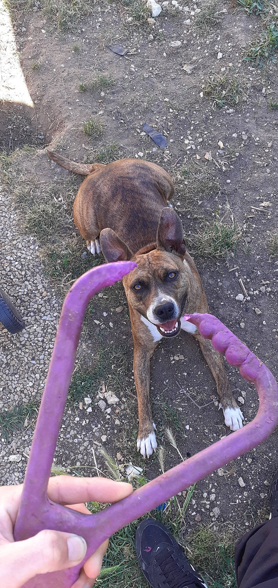 Nawa participe au concours pour gagner de l'argent avec cette photo : canidae, carnivore, dog, dog_breed, fawn, lurcher, snout, street_dog, whippet