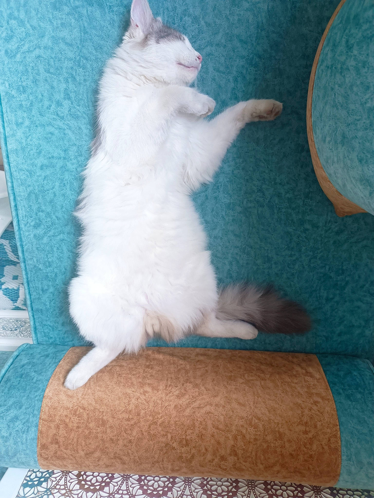 Grizou a rejoint le concours — aidez-le/la à gagner de superbes lots ! art, carnivore, cat, comfort, domestic_short_haired_cat, eye, felidae, flooring, foot, fur, paw, sitting, small_to_medium_sized_cats, tail, textile, whiskers, wood