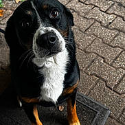 Rocky participe au concours pour gagner de l'argent avec cette photo : dog, puppy, black_and_white, tricolor, portrait, sitting, outdoor, doorstep, doormat, pavement, brick, leaves, brown_eyes, snout, nose, whiskers, fur, front_legs, pet, candid