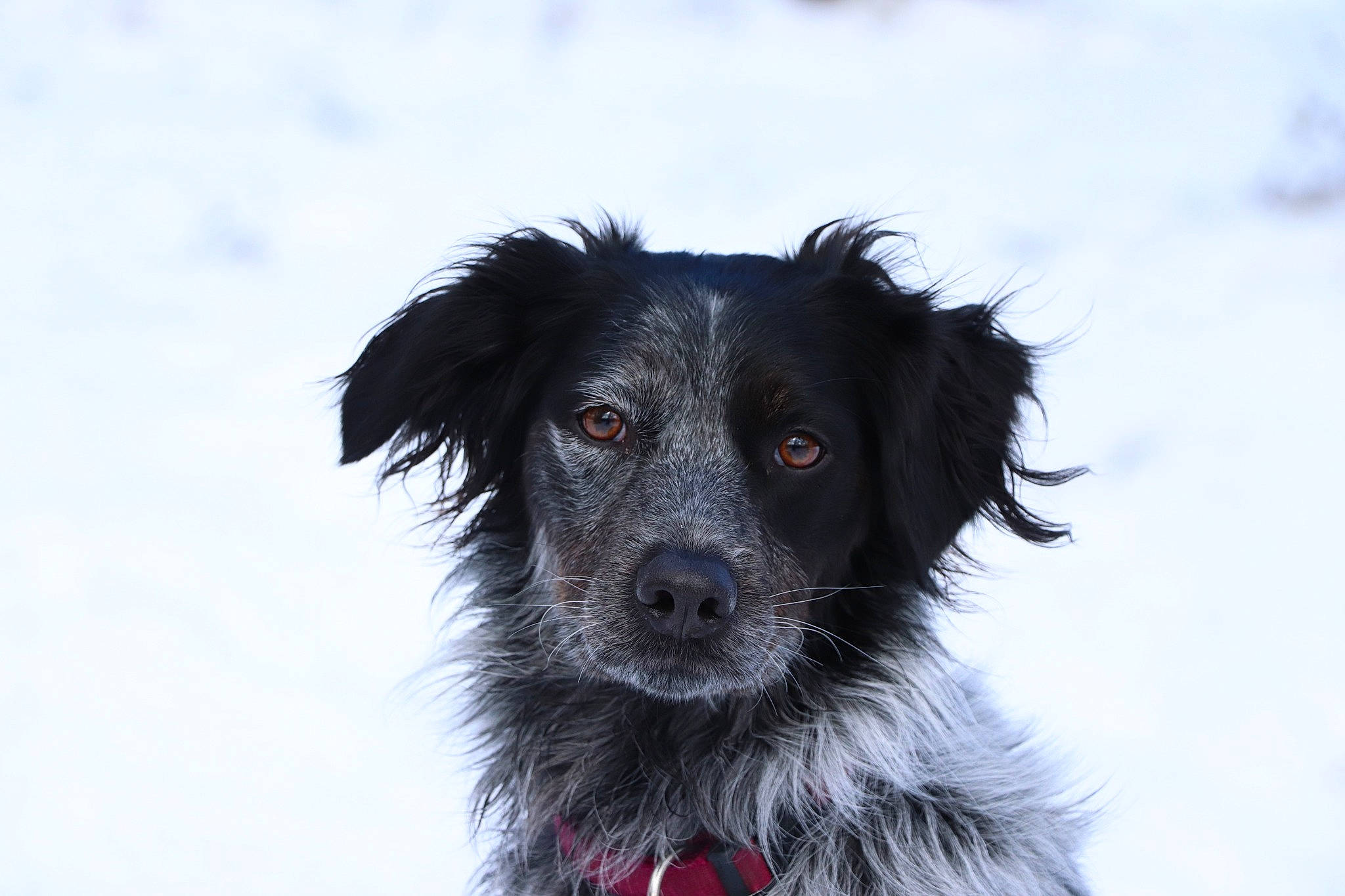 Ivy a rejoint le concours — aidez-le/la à gagner de superbes lots ! borador, border_collie, canidae, carnivore, companion_dog, dog, dog_breed, dog_collar, fur, herding_dog, snout, snow, sporting_group, whiskers, winter, working_dog