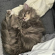 Mouse joined the competition — help win amazing prizes! animal, blanket, cartoon_character, cat, cozy, curled_up, cute, domestic, fluffy, fur, gray_fur, indoors, kitten, peaceful, pet, resting, shirt, sleeping, soft_texture, white_cloth