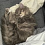 animal, blanket, cartoon_character, cat, cozy, curled_up, cute, domestic, fluffy, fur, gray_fur, indoors, kitten, peaceful, pet, resting, shirt, sleeping, soft_texture, white_cloth