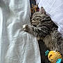 blanket, blue, cozy, cute, fur, gray, indoor, kitten, nap, paw, peaceful, pet, plush, resting, sleeping, soft, tabby, toy, white, yellow