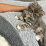 animal, arm, blanket, cat, companion, cozy, cute, feline, fluffy, gray_cat, indoor, kitten, paw, pet, relaxation, resting, soft, tattoo, texture, white_paws