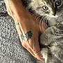 animal, blanket, cat, close_up, cozy, cute, domestic_cat, feline, furry, gentle, gray_tabby, hand, indoor, kitten, paw, pet, ring, soft_texture, tattoo, whiskers